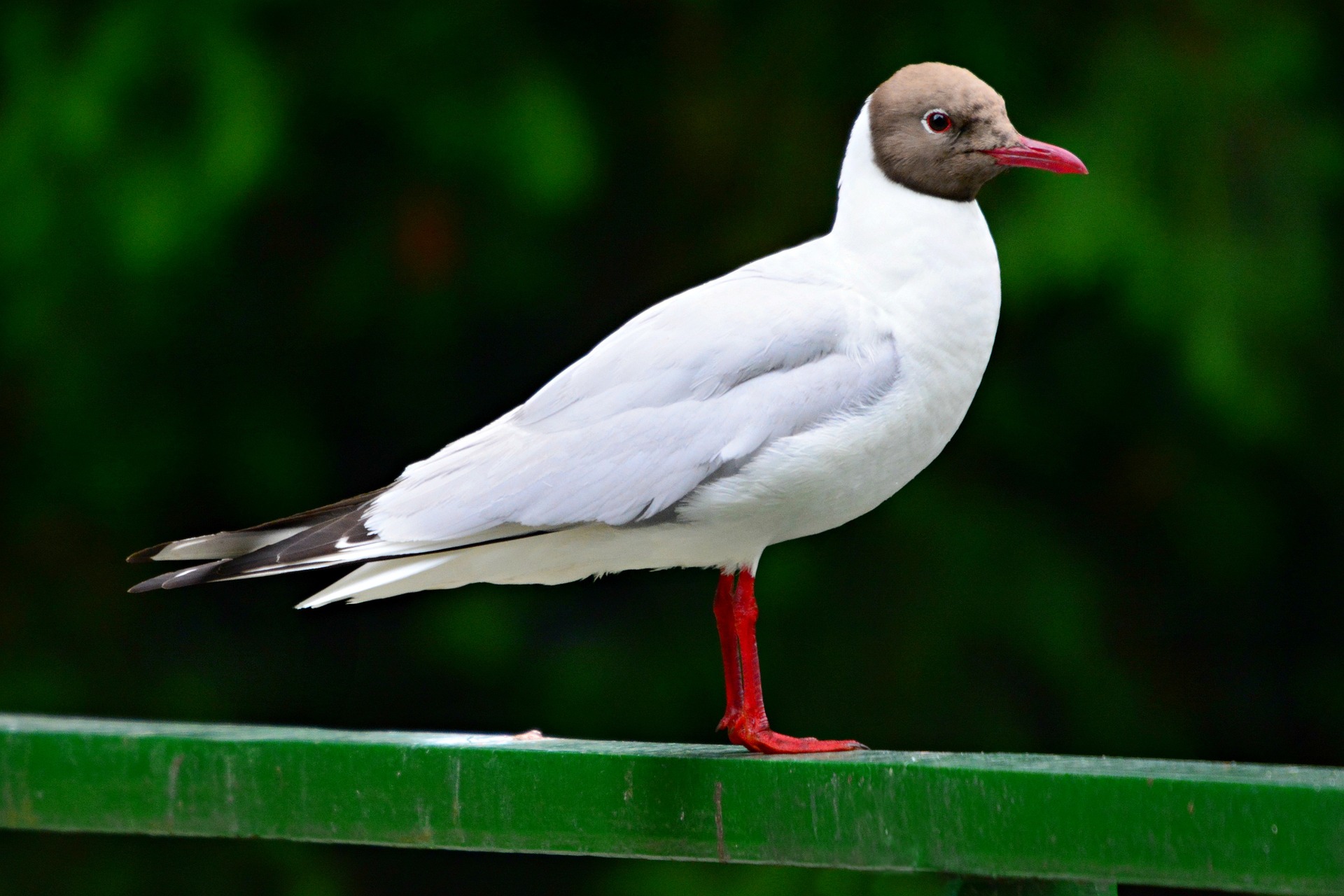 Black Headed gull