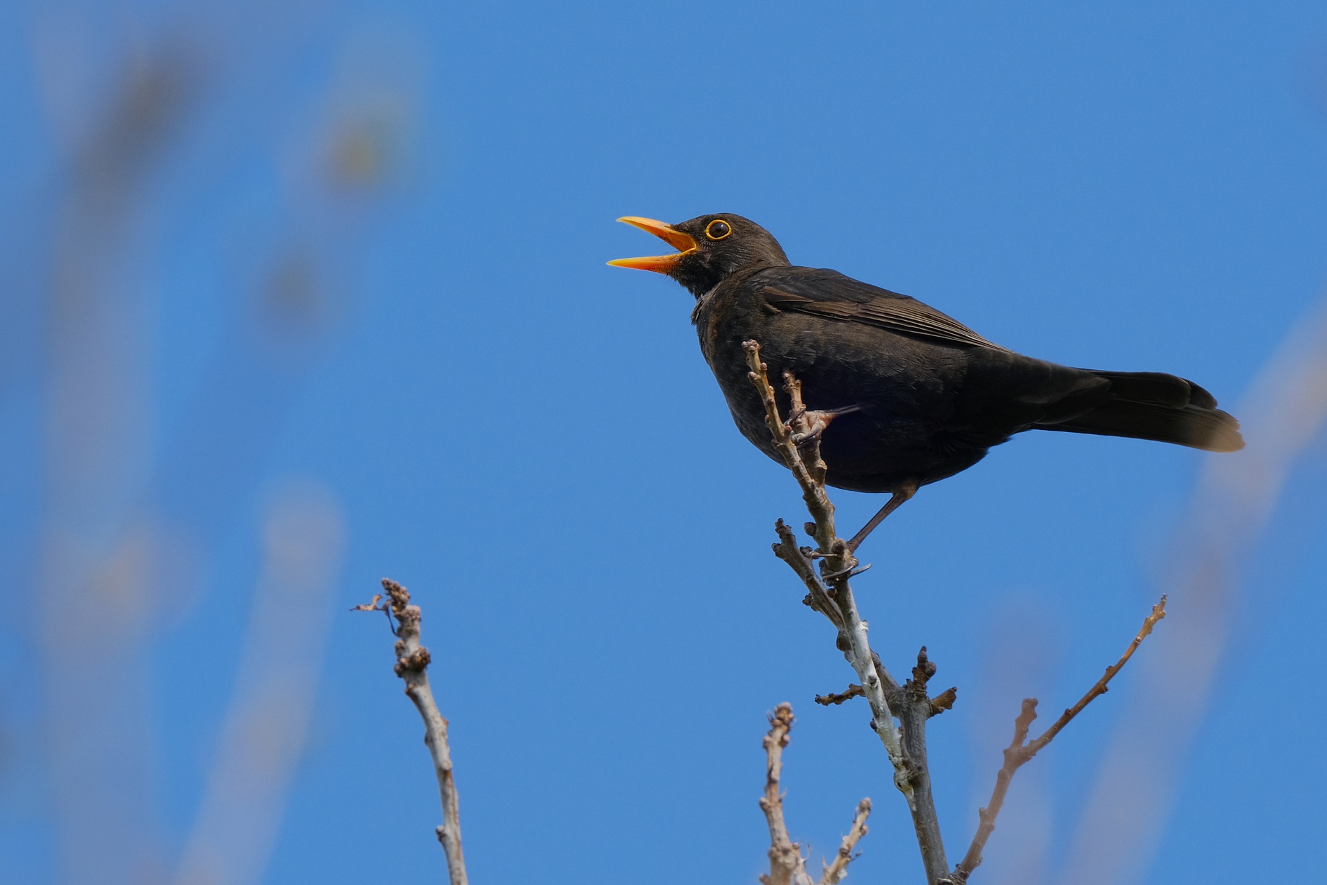 Black Bird