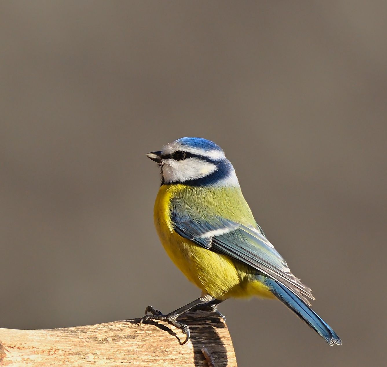 Blue Tit