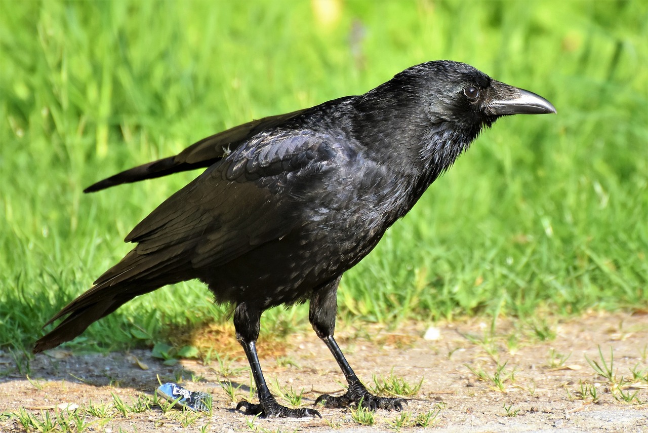 crow