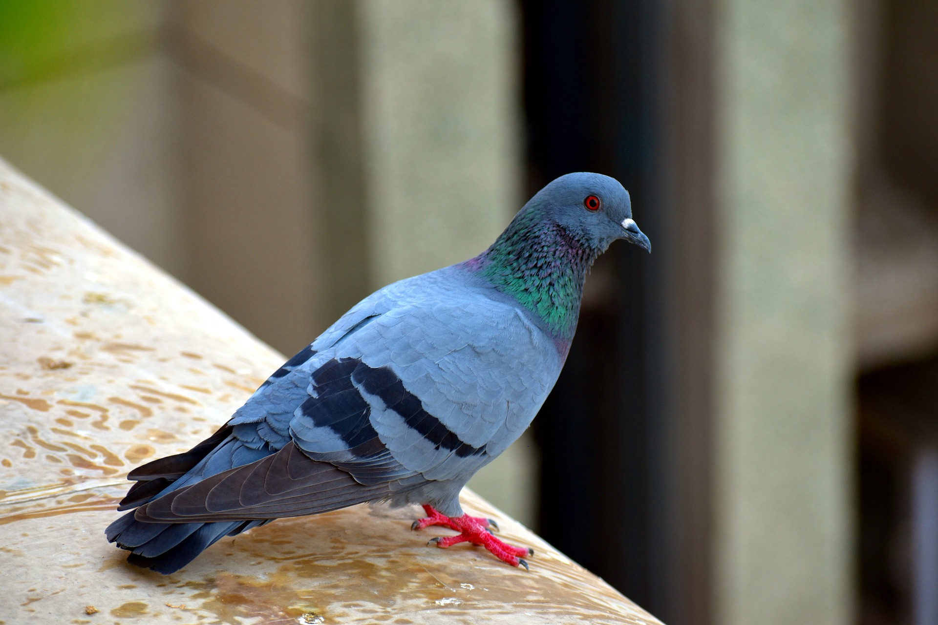 Feral Pigeon