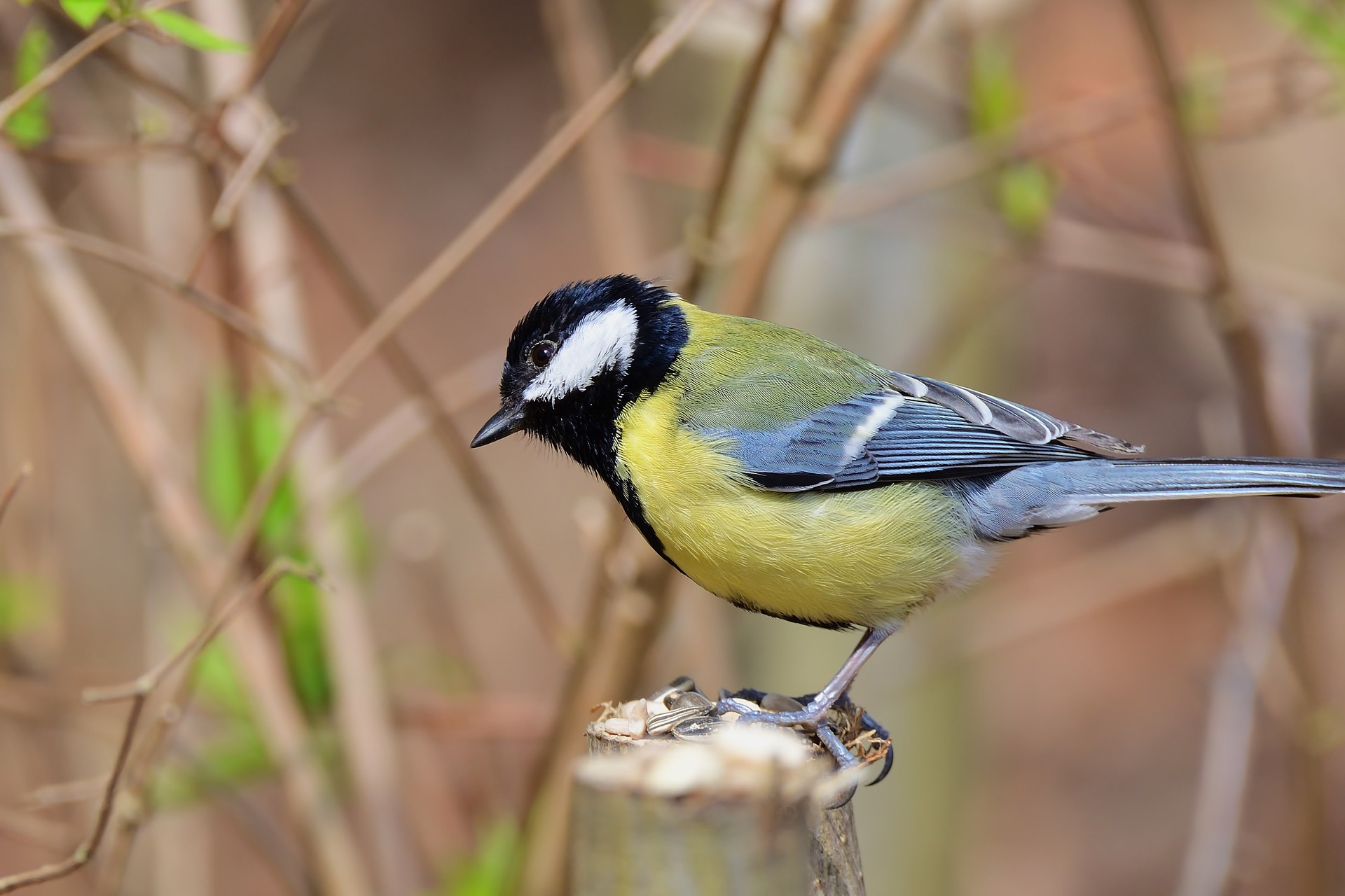 Great TiT