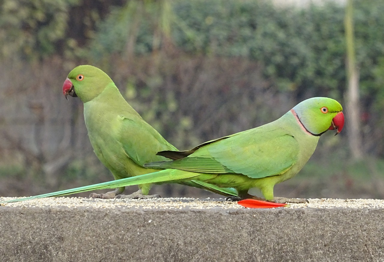 Parakeet