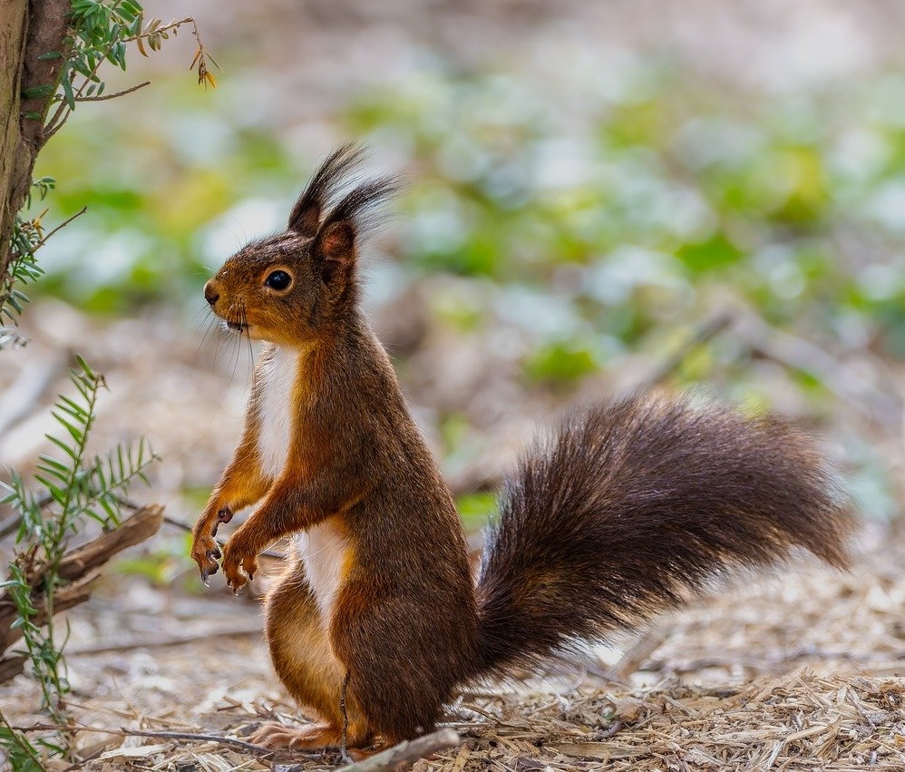Squirrel