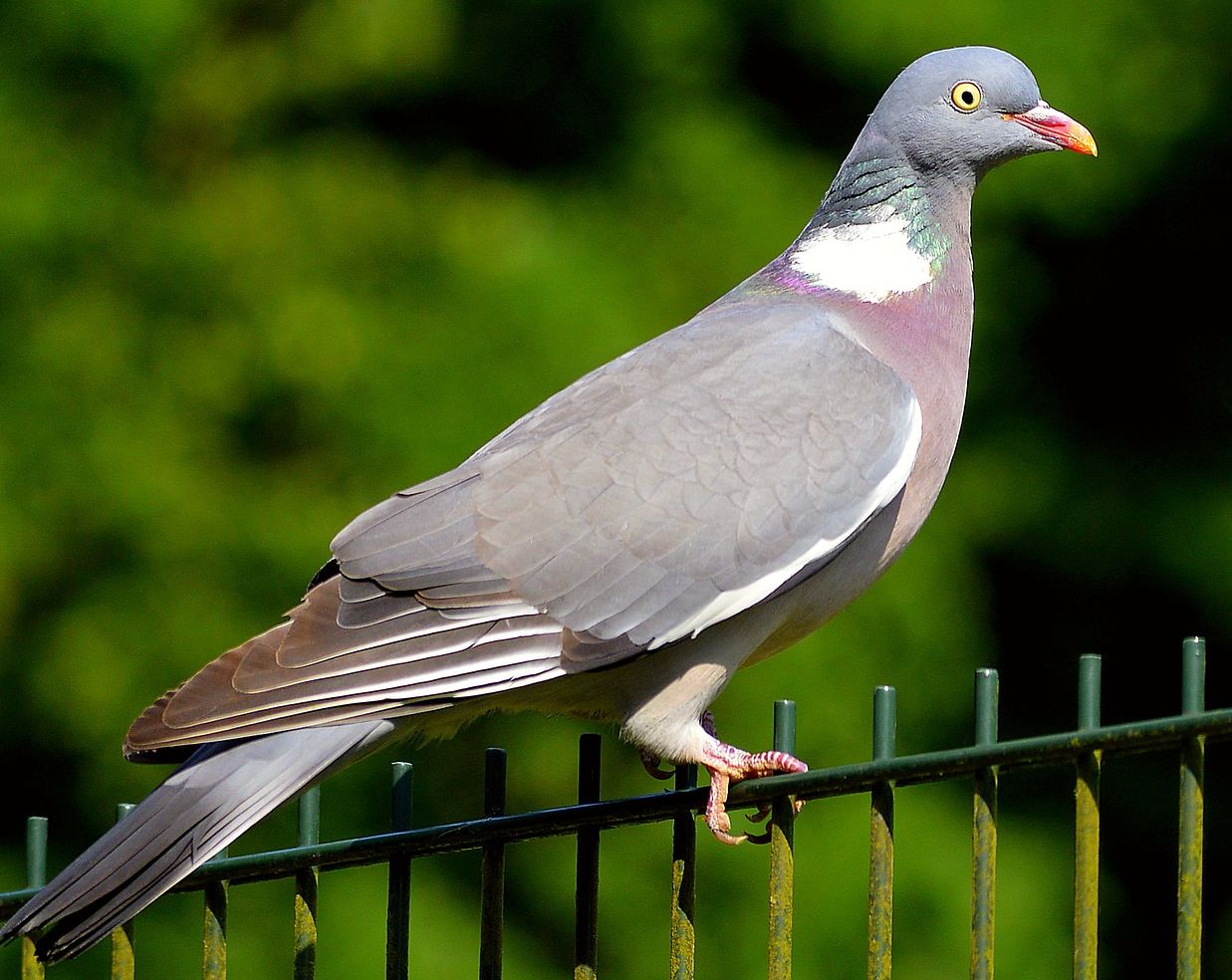 Wood pigeon